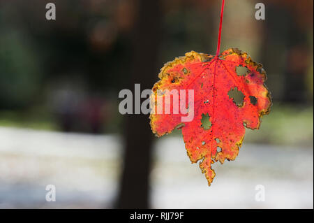 In der Nähe von Red Maple Leaf im Herbst Stockfoto