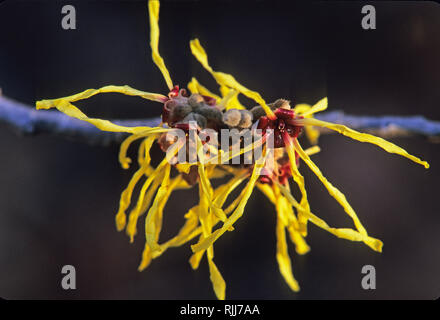 Blühende Zaubernuss Blumen im Winter Stockfoto