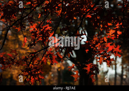 Stift Eiche im Herbst Laub Stockfoto