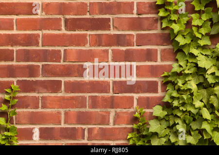 Distresed Red brick wall mit Efeu wächst an Es Stockfoto