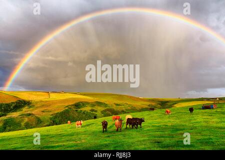 Angus Rinder grasen auf der Weide in der landwirtschaftlichen Landschaft mit Regenbogen, Pennan, Aberdeenshire, Schottland, Großbritannien Stockfoto