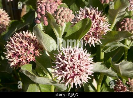 Auffällige Seidenpflanze (Asclepias speciosa), rosa Blumen, Capitol Reef National Park, Utah, USA Stockfoto