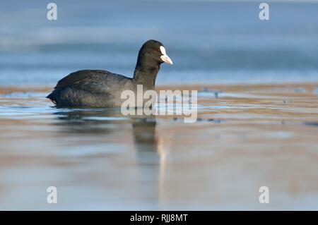 Gemeinsame Blässhuhn (Fulica atra), erwachsenen Tier schwimmt zwischen Eis auf der zugefrorenen See, Sachsen, Deutschland Stockfoto