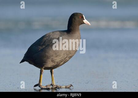 Gemeinsame Blässhuhn (Fulica atra), erwachsenen Tier auf das Eis auf dem zugefrorenen See, Sachsen, Deutschland Stockfoto
