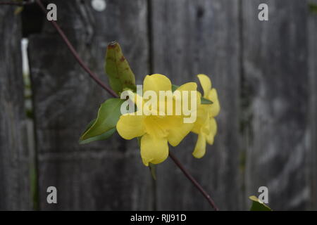 Gelbe Blume auf Holz Hintergrund Stockfoto