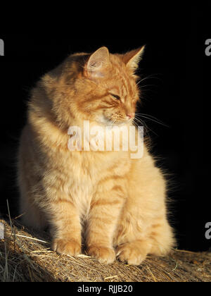 Ein süßes Ingwer Tom Cat sitzt im Sonnenlicht. Stockfoto