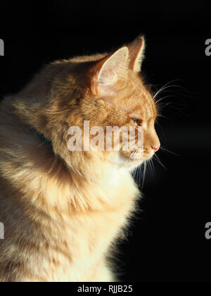 Ein süßes Ingwer Tom Cat sitzt im Sonnenlicht. Stockfoto