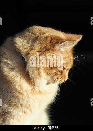 Ein süßes Ingwer Tom Cat sitzt im Sonnenlicht. Stockfoto