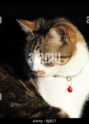 Eine hübsche Schildpatt Katze mit Halsband sitzt im Sonnenlicht. Stockfoto