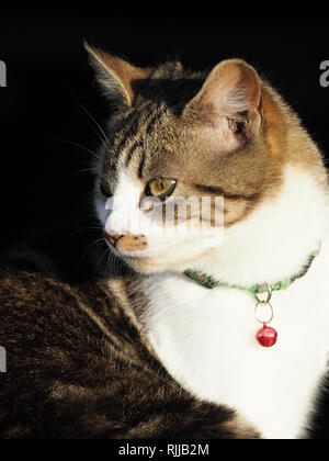 Eine hübsche Schildpatt Katze mit Halsband sitzt im Sonnenlicht. Stockfoto