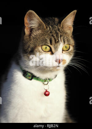 Eine hübsche Schildpatt Katze mit Halsband sitzt im Sonnenlicht. Stockfoto