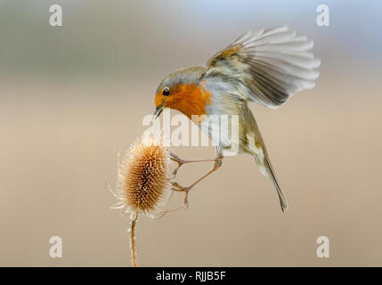 Schwebende Robin Stockfoto