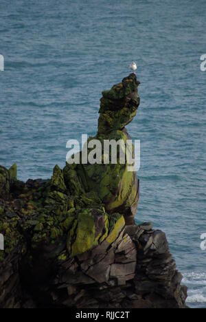 Möwe in Felsen bei Arnastapi in Island/Sea Gull Island Stockfoto
