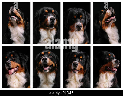 Collage von Portrait von Berner Sennenhund auf schwarzem Hintergrund. Close-up Stockfoto