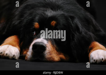 Berner Sennenhund liegend auf dem Boden schauen traurig auf schwarzem Hintergrund. Hund wartet auf seinen Besitzer Stockfoto