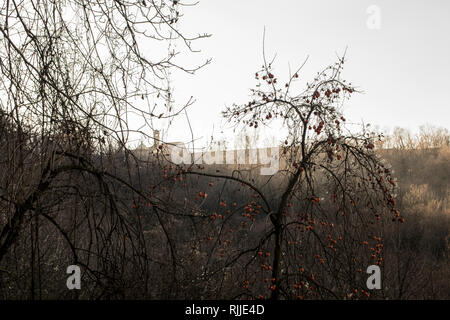 Wild Diospyros kaki Baum hat im Wald am Fuße der Maddalena Hill, Brescia, Italien Stockfoto