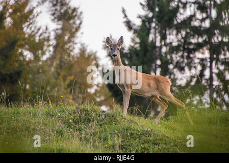 Weibliche Rehe outdoor in Slowenien Stockfoto