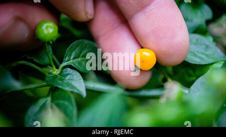 Der Aji Charapita werden als der weltweit teuerste chili peppers Stockfoto