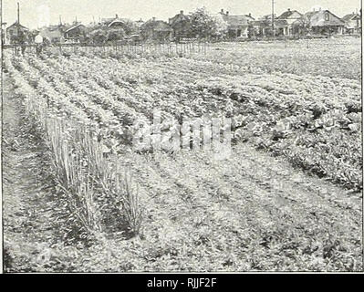 . Beckert's Sieg garten Katalog. Baumschulen (Gartenbau) Pennsylvania Pittsburgh Kataloge; Baumschulen Pennsylvania Pittsburgh Kataloge; Blumen Samen Pennsylvania Pittsburgh Kataloge, Leuchtmittel (Pflanzen) Pennsylvania Pittsburgh Kataloge; Gartenarbeit Pennsylvania Pittsburgh Ausrüstungen und Zubehör Kataloge. Bis zum Ballast betten das Gemüse wachsen entlang der "Pennsy." Während die Drähte Sieg Nachrichten Overhead tragen, die Gärten sprechen Bände für die broadmindedness der Eisenbahn Manager und der Unternehmen der Arbeitskräfte eine Dankbarkeit zu Amerikas Industrielle Stockfoto