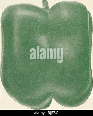 Aussaat Erbsen in einer Reihe Konzept. Anbauen von Micro Greens