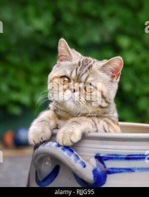 Junge Exotic Shorthair Katze Kätzchen, eine kurzhaarige persischen Rasse, in einem Steingut Topf zeigt seine Pfoten und neugierig beobachten, im Garten sitzen, Germ Stockfoto