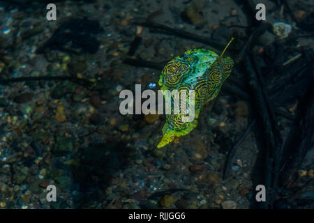 Ein künstlerisches Foto von einer schönen gefallenen Blätter mit einem bunten und komplexen Mustern treiben hinter einem Fluss in der Drake Bay, Costa Rica. Stockfoto