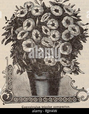 . Beckert der Samen. Verkaufskataloge Samen; Gemüse Samen Kataloge, Leuchtmittel (Pflanzen) Samen Samen Kataloge Kataloge; Obst; Blumen Samen Kataloge; Garten Werkzeuge Kataloge. . Bitte beachten Sie, dass diese Bilder sind von der gescannten Seite Bilder, die digital für die Lesbarkeit verbessert haben mögen - Färbung und Aussehen dieser Abbildungen können nicht perfekt dem Original ähneln. extrahiert. Wm. C. Beckert (Firma); Henry G. Gilbert Baumschule und Saatgut Handel Katalog Kollektion. Allegheny, Pa.: Wm. C. Beckert Stockfoto