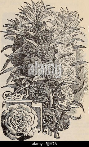 . Beckert der Samen. Verkaufskataloge Samen; Gemüse Samen Kataloge, Leuchtmittel (Pflanzen) Samen Samen Kataloge Kataloge; Obst; Blumen Samen Kataloge; Garten Werkzeuge Kataloge. . Bitte beachten Sie, dass diese Bilder sind von der gescannten Seite Bilder, die digital für die Lesbarkeit verbessert haben mögen - Färbung und Aussehen dieser Abbildungen können nicht perfekt dem Original ähneln. extrahiert. Wm. C. Beckert (Firma); Henry G. Gilbert Baumschule und Saatgut Handel Katalog Kollektion. Allegheny, Pa.: Wm. C. Beckert Stockfoto