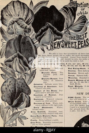 . Beckert der Samen. Verkaufskataloge Samen; Gemüse Samen Kataloge, Leuchtmittel (Pflanzen) Samen Samen Kataloge Kataloge; Obst; Blumen Samen Kataloge; Garten Werkzeuge Kataloge. . Bitte beachten Sie, dass diese Bilder sind von der gescannten Seite Bilder, die digital für die Lesbarkeit verbessert haben mögen - Färbung und Aussehen dieser Abbildungen können nicht perfekt dem Original ähneln. extrahiert. Wm. C. Beckert (Firma); Henry G. Gilbert Baumschule und Saatgut Handel Katalog Kollektion. Allegheny, Pa.: Wm. C. Beckert Stockfoto