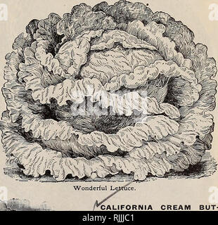 . Beckert der Samen. Verkaufskataloge Samen; Gemüse Samen Kataloge, Leuchtmittel (Pflanzen) Samen Samen Kataloge Kataloge; Obst; Blumen Samen Kataloge; Garten Werkzeuge Kataloge. . Bitte beachten Sie, dass diese Bilder sind von der gescannten Seite Bilder, die digital für die Lesbarkeit verbessert haben mögen - Färbung und Aussehen dieser Abbildungen können nicht perfekt dem Original ähneln. extrahiert. Wm. C. Beckert (Firma); Henry G. Gilbert Baumschule und Saatgut Handel Katalog Kollektion. Allegheny, Pa.: Wm. C. Beckert Stockfoto