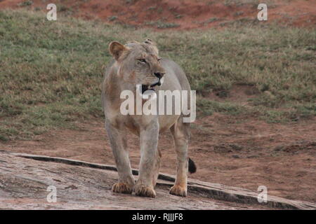 Juvenile Männliche Löwe (Panthera leo) im Tsavo Ost Nationalpark, Kenia Stockfoto