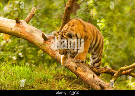 Amur/Sibirische Tiger Cub (Panthera tigris Altaica) Sprung über einen Baum Stockfoto