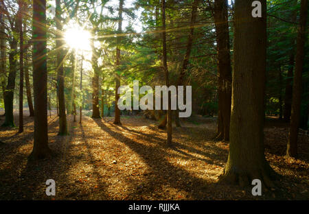 Sunburst, die durch die Bäume auf Ashdown Forest Stockfoto