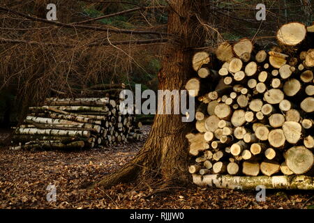 Holz zwischen den Bäumen auf Ashdown Forest gestapelt. Stockfoto