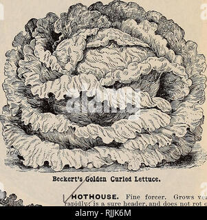 . Beckert der Samen. Verkaufskataloge Samen; Gemüse Samen Kataloge, Leuchtmittel (Pflanzen) Samen Samen Kataloge Kataloge; Obst; Blumen Samen Kataloge; Garten Werkzeuge Kataloge. . Bitte beachten Sie, dass diese Bilder sind von der gescannten Seite Bilder, die digital für die Lesbarkeit verbessert haben mögen - Färbung und Aussehen dieser Abbildungen können nicht perfekt dem Original ähneln. extrahiert. Wm. C. Beckert (Firma); Henry G. Gilbert Baumschule und Saatgut Handel Katalog Kollektion. Allegheny, Pa.: Wm. C. Beckert Stockfoto