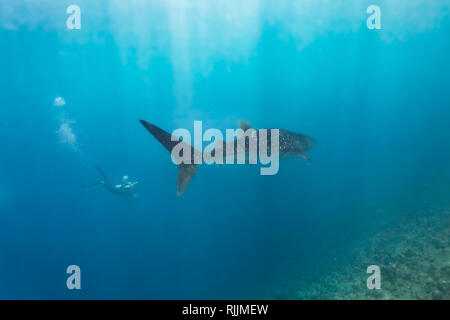 Nahaufnahme eines Walhais, Rhincodon Typus, schwimmt entlang des Korallenrückens Stockfoto