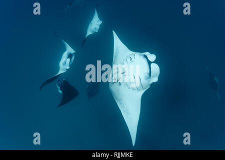 Die Gruppe der Mantarochen, Mobula alfredi, führt gemeinsam eine Rollenfütterung durch. Stockfoto