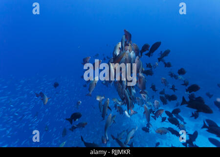 Rotschnapper, Lutjanus Bohar, kreisen und schwimmen während der Laichzeit zur Oberfläche Stockfoto