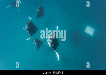 Eine Schule von Mantarochen, Mobula alfredi, auch bekannt als Fieber, ernährt sich als Gruppe in warmen tropischen Gewässern Stockfoto