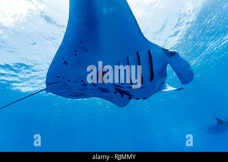 Nahaufnahme von Mantarochen, Mobula alfredi, Bauch und Schwanz, während er nahe der Wasseroberfläche gleitet Stockfoto