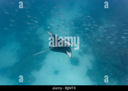 Das schwarz-weiße Muster eines Mantas, Mobula alfredi, breitet Flügel aus, während es über ein Korallenriff und durch eine Fischschwärme glüht Stockfoto