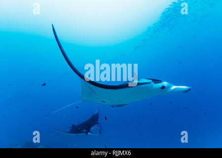 Anmutige Pose von Mantarochen, Mobula alfredi, die sich der Gruppe anschließt Stockfoto