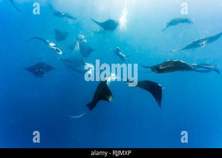 Taucher in der Mitte des grossen Gruppe von Barrel rolling Giant Mantas Stockfoto