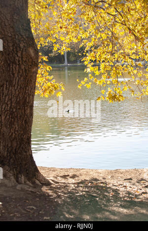 Eine Ente in einen See mit einem Baum mit gelben Blätter im Vordergrund. Stockfoto