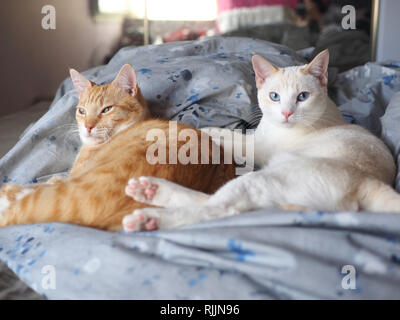 Mika die orange Tabby und Mitzie die Flamme point Siam kuscheln auf dem Bett Stockfoto