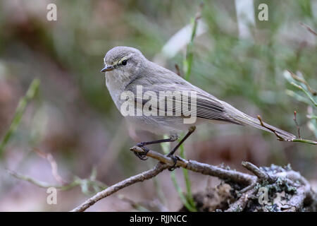 Gemeinsame Chiffchaff im Sommer Stockfoto