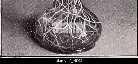 . Beckert, Zwiebeln und Samen. Verkaufskataloge Samen; Lampen (Pflanzen) Samen Samen Kataloge Kataloge; Blumen; Garten Werkzeuge Kataloge. . Bitte beachten Sie, dass diese Bilder sind von der gescannten Seite Bilder, die digital für die Lesbarkeit verbessert haben mögen - Färbung und Aussehen dieser Abbildungen können nicht perfekt dem Original ähneln. extrahiert. Wm. C. Beckert (Firma); Henry G. Gilbert Baumschule und Saatgut Handel Katalog Kollektion. Pittsburgh, Pa.: Wm. C. Beckert Stockfoto