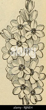 . Beckert von Glühlampen. Verkaufskataloge Samen; Lampen (Pflanzen) Samen Samen Kataloge Kataloge; Blumen; Garten Werkzeuge Kataloge. IXIAS.. Bitte beachten Sie, dass diese Bilder sind von der gescannten Seite Bilder, die digital für die Lesbarkeit verbessert haben mögen - Färbung und Aussehen dieser Abbildungen können nicht perfekt dem Original ähneln. extrahiert. Wm. C. Beckert (Firma); Henry G. Gilbert Baumschule und Saatgut Handel Katalog Kollektion. Allegheny, Pa.: W. C. Beckert Stockfoto