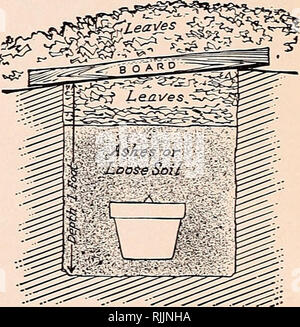 . Beckert von Glühlampen. Baumschulen (Gartenbau) Pennsylvania Pittsburgh Kataloge; Baumschulen Pennsylvania Pittsburgh Kataloge; Blumen Samen Pennsylvania Pittsburgh Kataloge, Leuchtmittel (Pflanzen) Pennsylvania Pittsburgh Kataloge; Gräser, Samen Pennsylvania Pittsburgh Kataloge. Querschnitt der Lampe Topf, hyazinthe Glühbirne in die Erde gepflanzt. Hinweis Stück Keramik über Loch im Boden für die Entwässerung. In irgendwelche oder alle diese Orte, die Bedingungen der dark-ness und Coolness muss erhalten werden. Wenn Sie platziert - Türen in den Gräben, die schließlich sind mit Erde gefüllt, so wie ungefähr 6 Zoll über den Topf, keinen Pelz Stockfoto