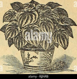 . Ihre Wohnungen: 1901 verschönern. Saatgut Industrie und Handel; Samen; Blumen; Pflanzen, Zierpflanzen, Leuchtmittel (Pflanzen); Rosen. 22 Miss Ella V. Baines, der Frau, Florist, Springfield, Ohio - PLUMBAGOS. Sanguinea. - Die Plumbagos sind sehr Desir - in der Lage, Pflanzen für Beete oder Haus Kultur und sind Ad-von allen für Ihre ele beschmutzt - gant Traversen von Bloom und die zarten Farben der Blumen. Die hellblauen und weißen Sorten sind bekannt, Favoriten, aber mit der neuen Sorte, San-Guinea, ich habe etwas, das ist ganz distinctand die Schönste von allen Pflaume - bagos. Die Traversen von Bloom sind größer als in der o Stockfoto